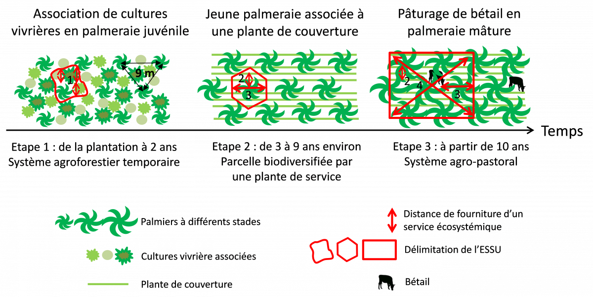 Analyse de l'évolution au cours du temps d'un système de culture diversifié de palmiers à huile au Cameroun